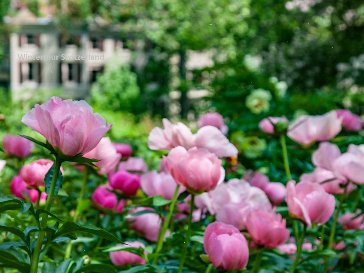 A City Blossoming with Nature Winterthur