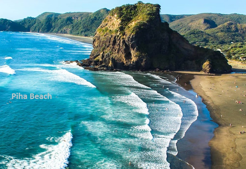 A Haven for Wildlife Piha Beach