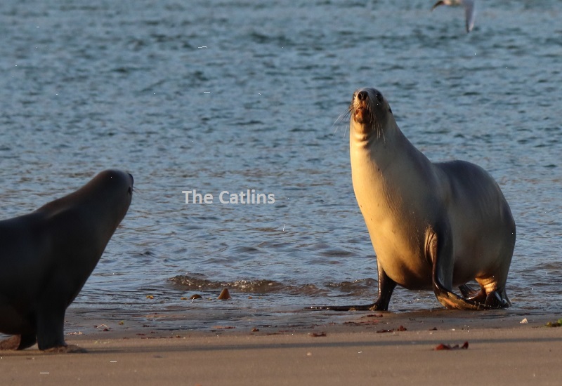 A Haven for Wildlife The Catlins