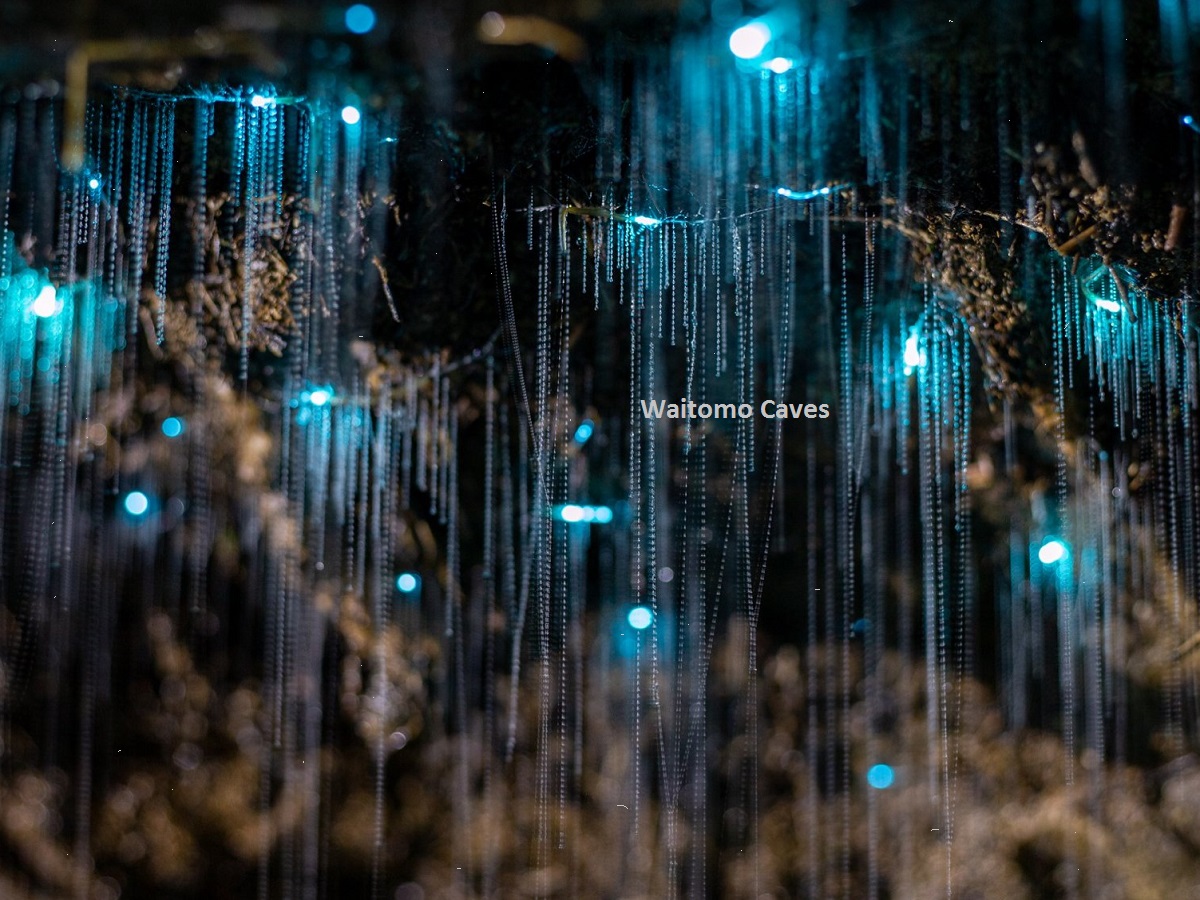 Beyond the Glowworms Waitomo Caves